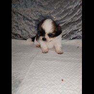 Shih Tzu - Dogs
