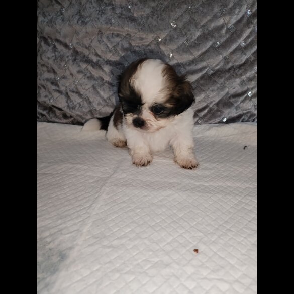 Shih Tzu - Dogs