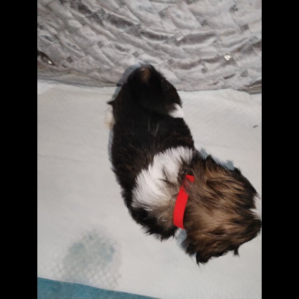 Shih Tzu - Dogs