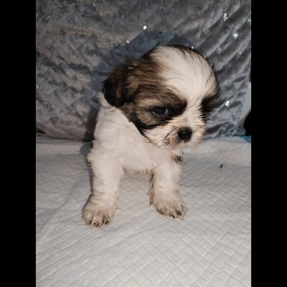 Shih Tzu - Dogs