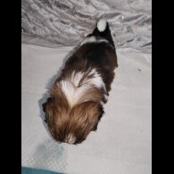 Shih Tzu - Dogs