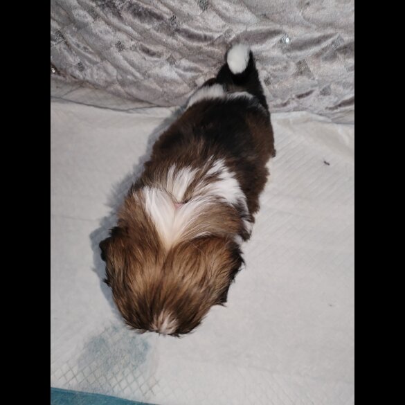 Shih Tzu - Dogs