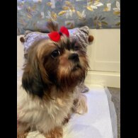 Shih Tzu - Dogs
