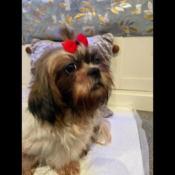 Shih Tzu - Dogs