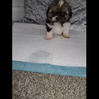 Shih Tzu - Dogs