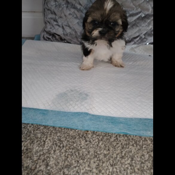 Shih Tzu - Dogs