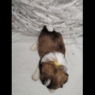 Shih Tzu - Dogs