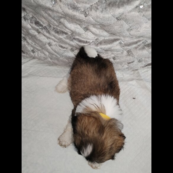 Shih Tzu - Dogs