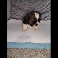 Shih Tzu - Dogs