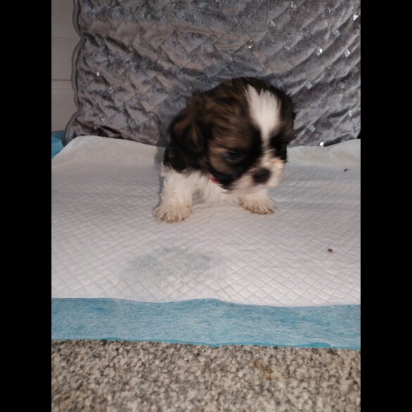 Shih Tzu - Dogs