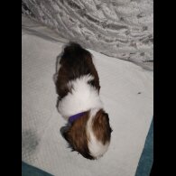 Shih Tzu - Dogs