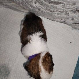 Shih Tzu - Dogs