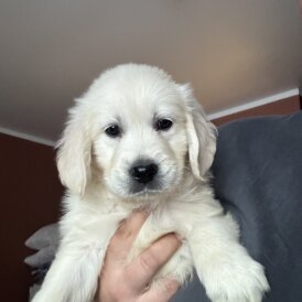 Golden Retriever - Both