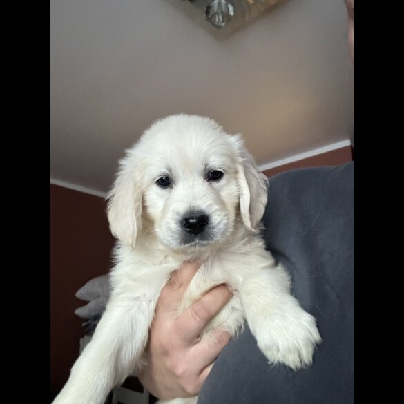 Golden Retriever - Both