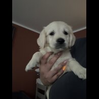 Golden Retriever - Both