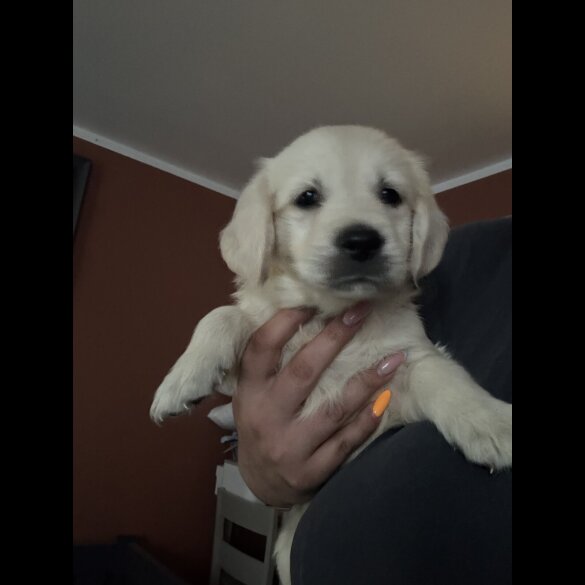 Golden Retriever - Both