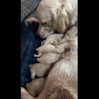 Golden Retriever - Both