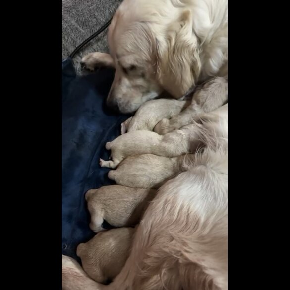 Golden Retriever - Both