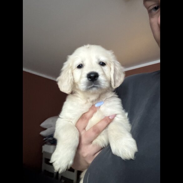 Golden Retriever - Both