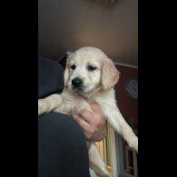 Golden Retriever - Both