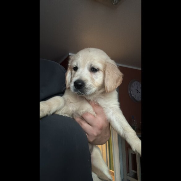 Golden Retriever - Both
