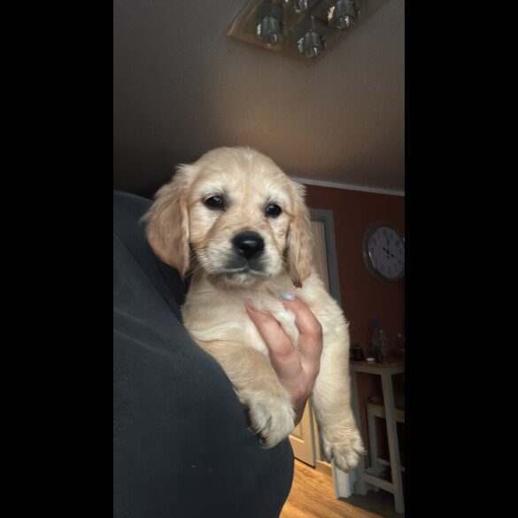 Golden Retriever - Both
