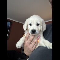 Golden Retriever - Both