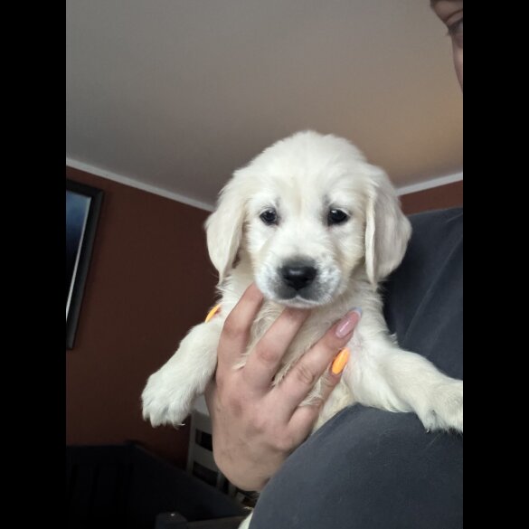 Golden Retriever - Both