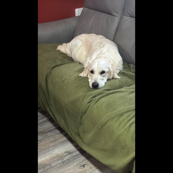 Golden Retriever - Both
