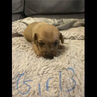 Jack Russell - Both