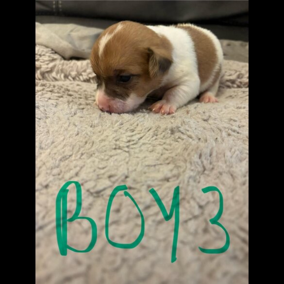 Jack Russell - Both