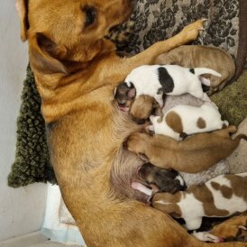 Jack Russell - Both