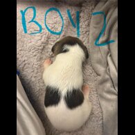 Jack Russell - Both