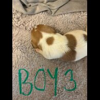 Jack Russell - Both