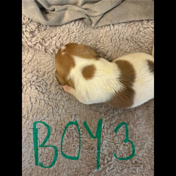 Jack Russell - Both