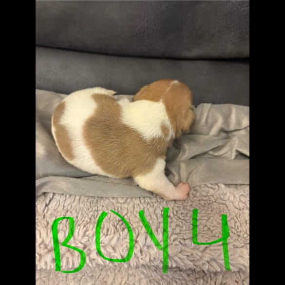 Jack Russell - Both