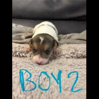 Jack Russell - Both