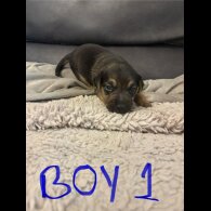 Jack Russell - Both