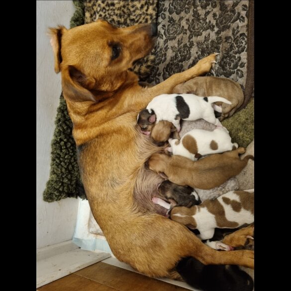 Jack Russell - Both