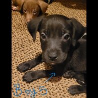 Mixed Breed - Dogs