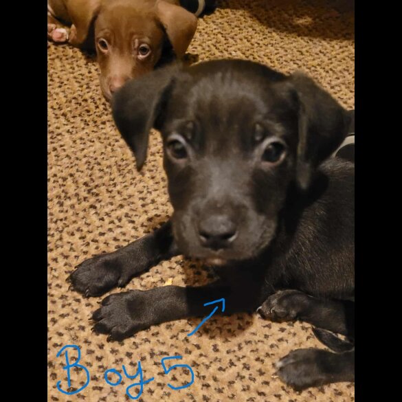 Mixed Breed - Dogs