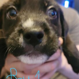 Mixed Breed - Dogs