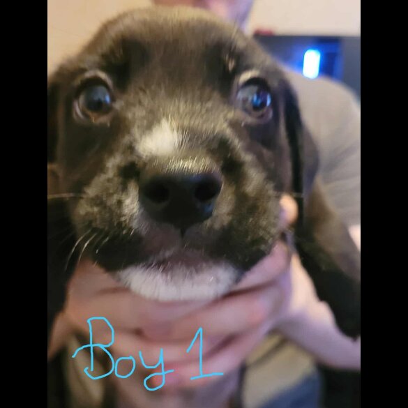 Mixed Breed - Dogs