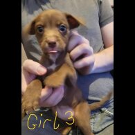 Mixed Breed - Dogs