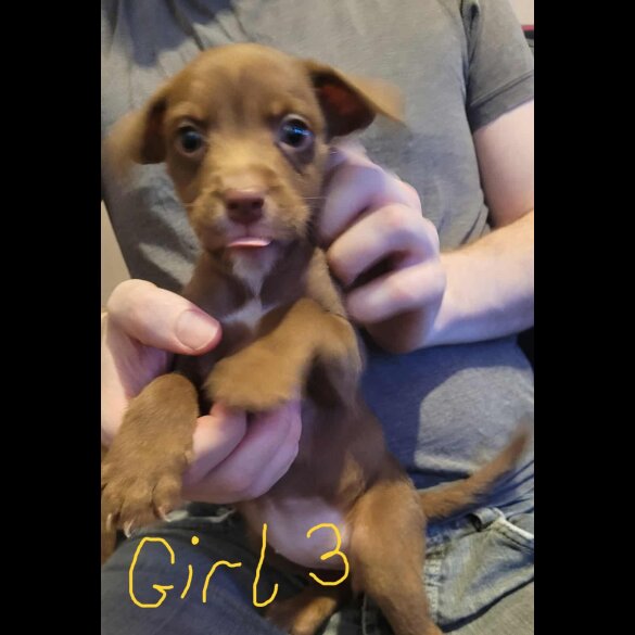 Mixed Breed - Dogs