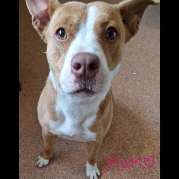 Mixed Breed - Dogs
