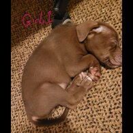 Mixed Breed - Dogs