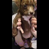 Mixed Breed - Dogs