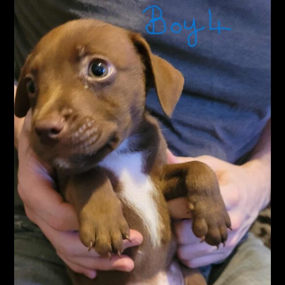 Mixed Breed - Dogs