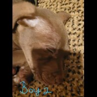 Mixed Breed - Dogs